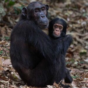 Protecting Biodiversity in the Gombe National Park